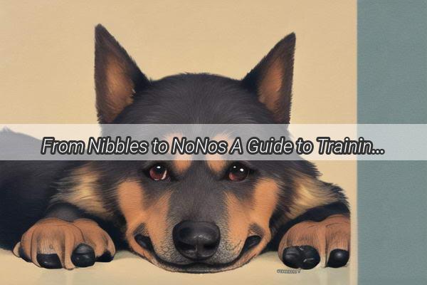 From Nibbles to NoNos A Guide to Training Your Dog Out of Biting Behavior